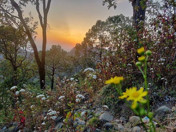 Flora Diversity in Jim Corbett