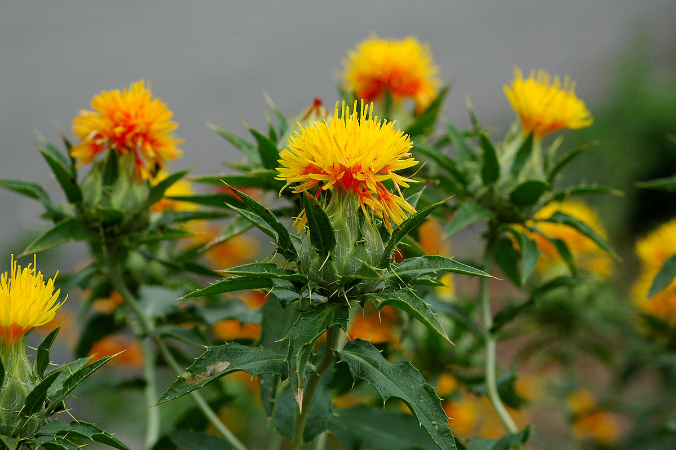 Kusum Flower - flora diversity