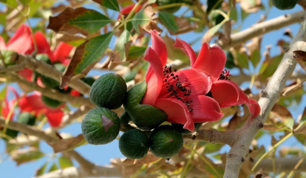 semal tree with flower - diversity of flora in corbett