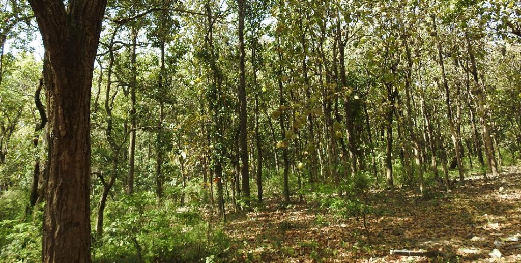 Sal Forest - variety of flora in jim corbett