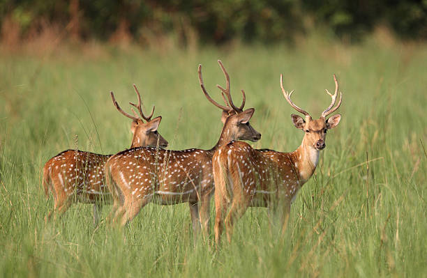 How to Spot Rare Species in Jim Corbett National Park