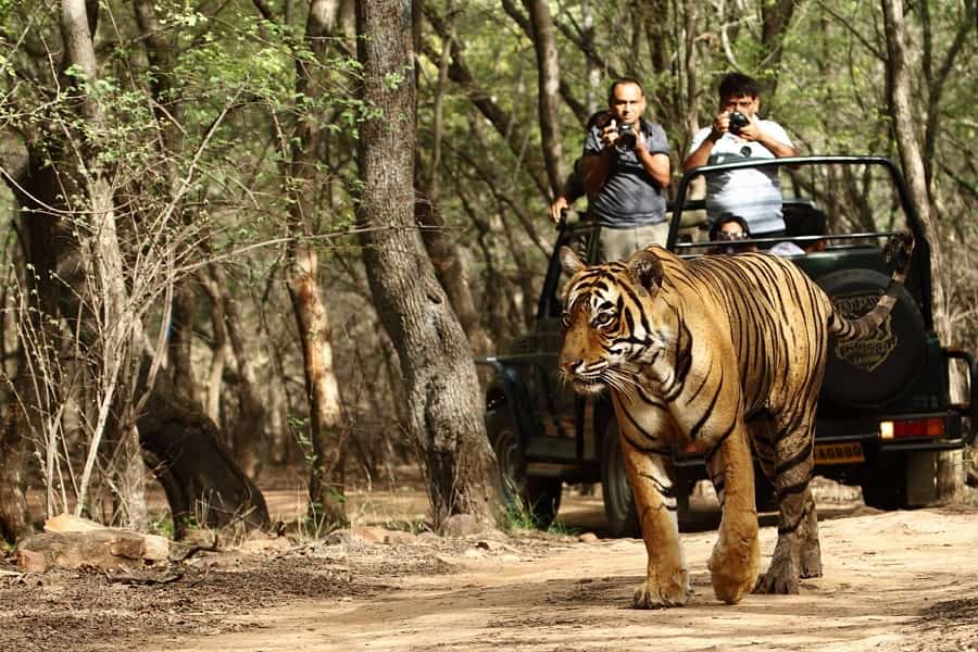 safari corbett ticket price